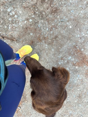 Image 1 from F. Namie of Altra - Women's Timp 5 - Trail running shoes