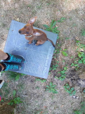 Image 1 from Barbara of Dachstein - Women's Super Ferrata MC GTX - Approach shoes