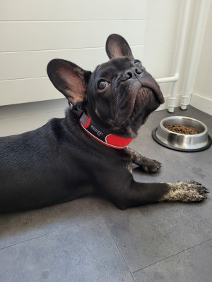 Image 1 from Jessica of Hunter - Collar Divo - Dog collar