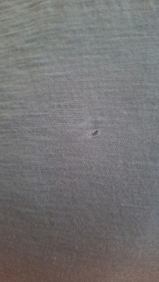 Image 1 from Heike of Ortovox - 120 Tec T-Shirt - Merino shirt