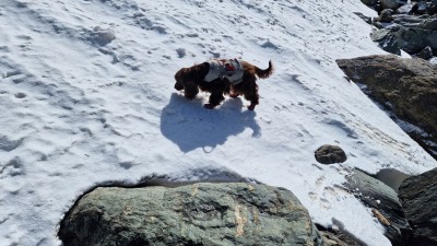 Image 1 from REMO of Ruffwear - Doubleback Harness - Dog harness