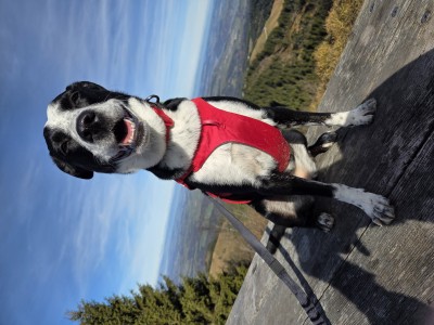 Image 1 from Max of Ruffwear - Web Master Harness - Dog harness