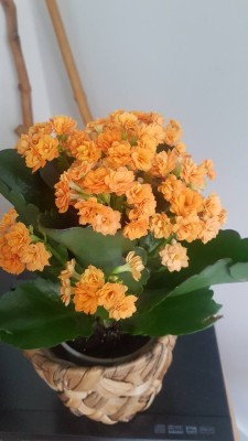 Image 1 from ralph of Stoic - Merino180 BengtSt. Long Pants - Merino base layer