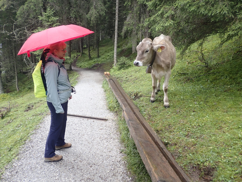 The telescopic and handsfree trekking umbrella