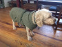 Image 2 from Nadja of Hunter - Dog Coat Uppsala Trend - Dog coat