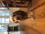 Image 3 from Nadja of Hunter - Dog Coat Uppsala Trend - Dog coat