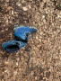 Image 2 from Sarah of La Sportiva - Trango Tech Leather GTX - Mountaineering boots