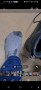 Image 2 from karl of Lowa - Taurus Pro GTX Mid - Walking boots